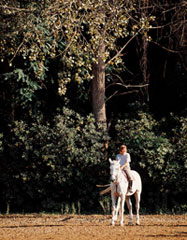 riding horses